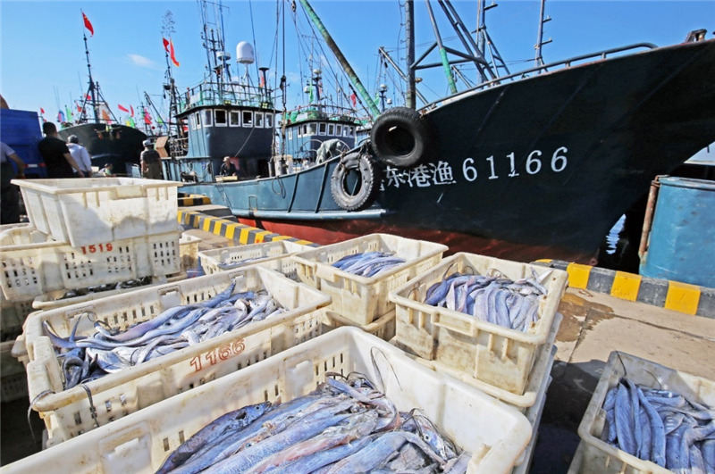 9月3日上午，開漁后的首批漁船返回日照中心漁港。薄林 攝