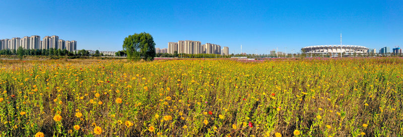 奎山體育公園花海。薄林?jǐn)z