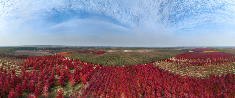 五蓮縣汪湖鎮(zhèn)紅葉林。趙光海攝