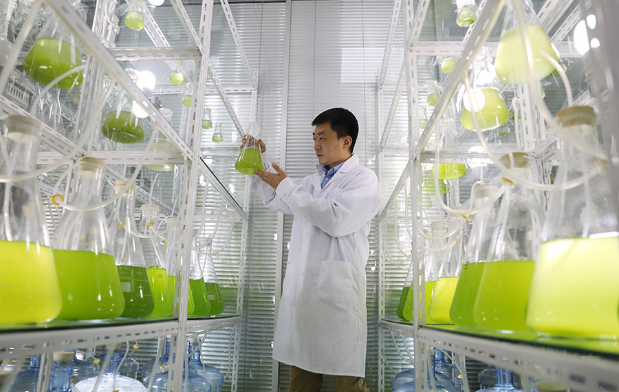 11月8日，德州地福來生物科技有限公司科研人員正在試驗(yàn)室觀察藻類活性細(xì)胞的生長(zhǎng)狀態(tài)。