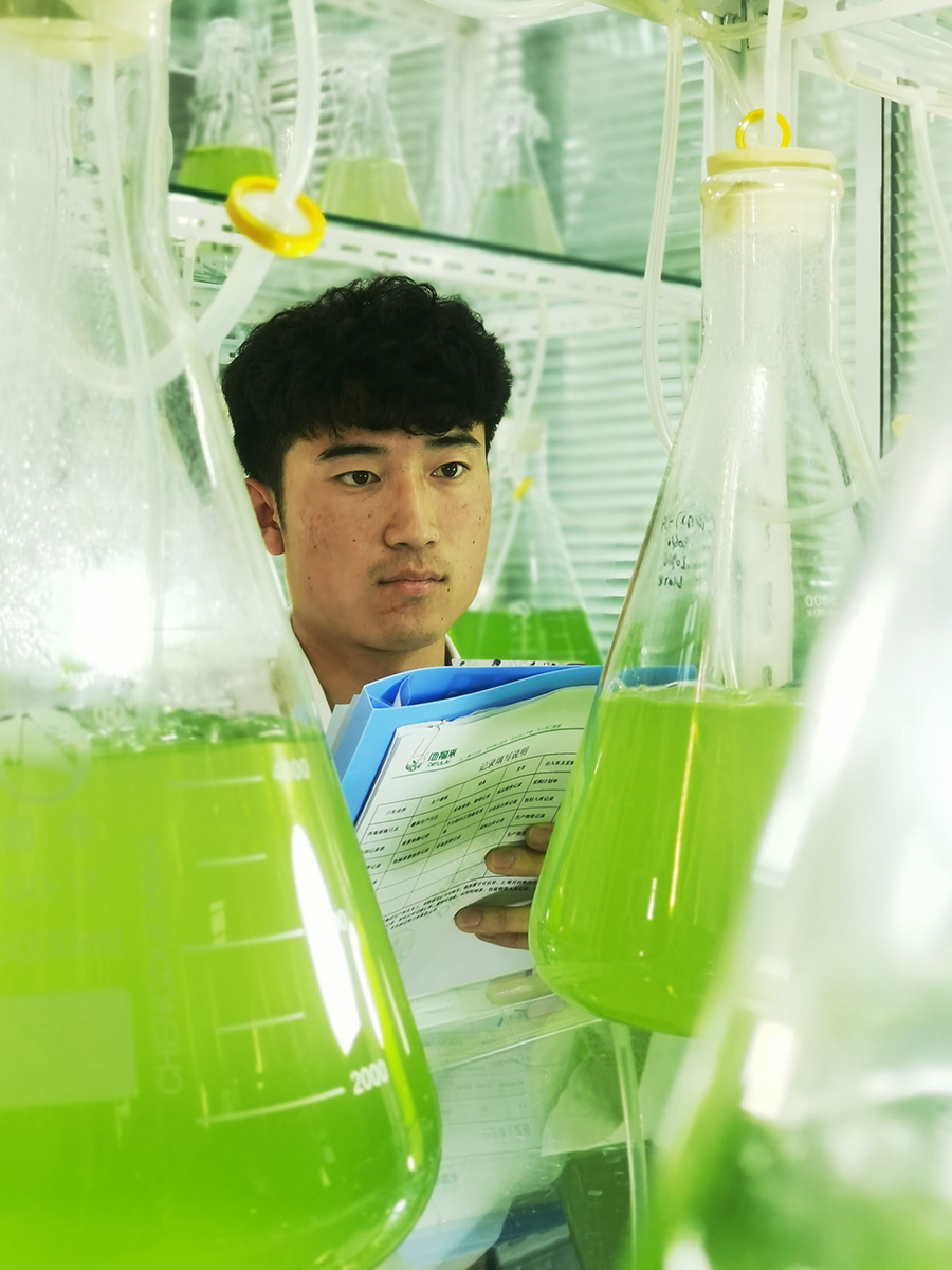 11月8日，德州地福來生物科技有限公司科研人員正在試驗(yàn)室觀察藻類活性細(xì)胞的生長狀態(tài)。