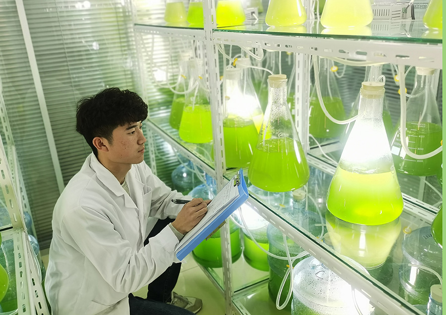 11月8日，德州地福來(lái)生物科技有限公司科研人員正在試驗(yàn)室觀察藻類(lèi)活性細(xì)胞的生長(zhǎng)狀態(tài)。