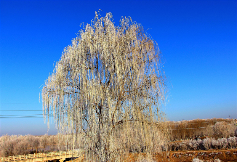 玉符河冰霜凍花，每一幕皆是美景。崔玉榮攝