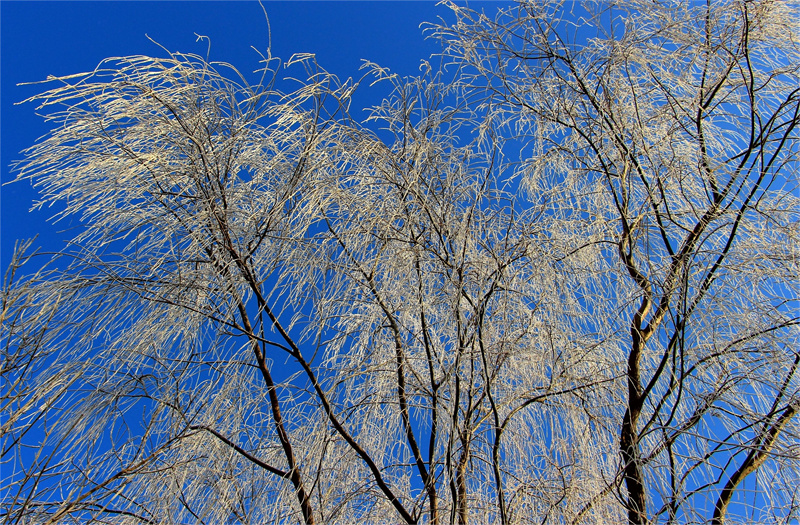 玉符河冰霜凍花，每一幕皆是美景。崔玉榮攝