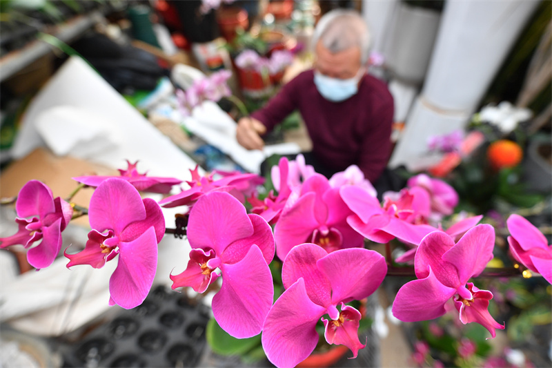 一名花卉經(jīng)銷攤主在為蝴蝶蘭做插花造型。王海濱攝