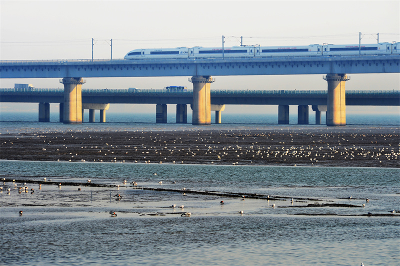 2月16日，在山東省青島市膠州灣國家級海洋公園紅島段濱海濕地，高鐵穿過“候鳥餐廳”，生態(tài)景觀如在畫中。王海濱攝