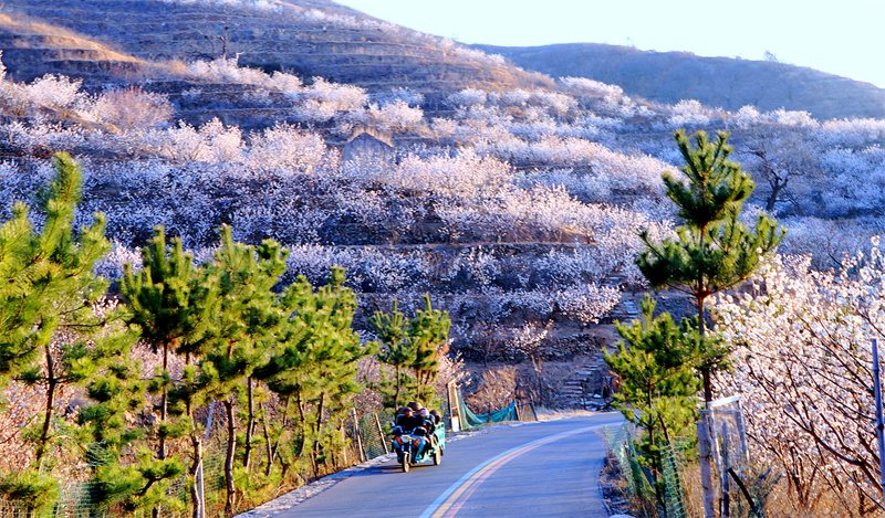日照市五蓮山櫻桃花盛開，猶如粉白相間的彩帶圍繞在山間。劉玉平攝