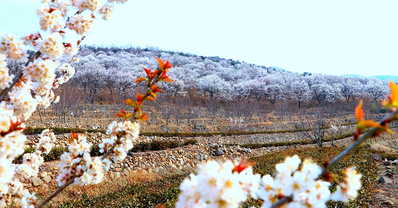 環(huán)繞在山間的十里杏花長(zhǎng)廊，嬌艷欲滴的杏花層層疊疊。劉玉平攝