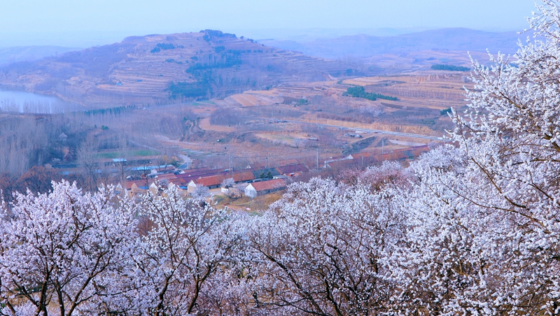 山東日照于家崮子村房前屋后，坡底山邊，繁花滿枝。劉玉平攝