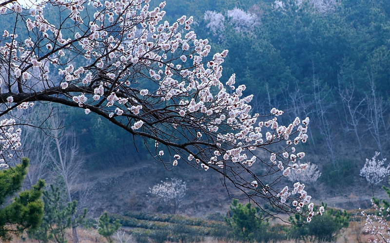 山東日照于家崮子村房前屋后，坡底山邊，繁花滿枝。劉玉平攝