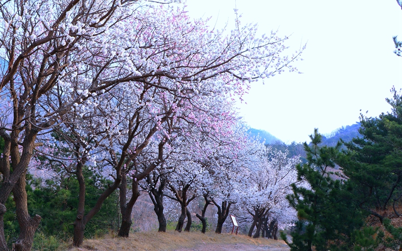 山東日照于家崮子村房前屋后，坡底山邊，路邊道旁，繁花滿枝。劉玉平攝