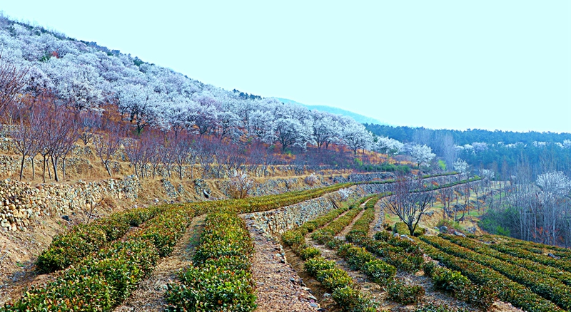環(huán)繞在山間的十里杏花長廊，嬌艷欲滴的杏花層層疊疊。劉玉平攝