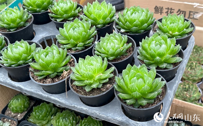 中國青州花卉苗木交易中心展示的多肉植物，目前青州是全國最大的多肉生產(chǎn)基地，年產(chǎn)多肉超10億株。人民網(wǎng) 喬姝攝