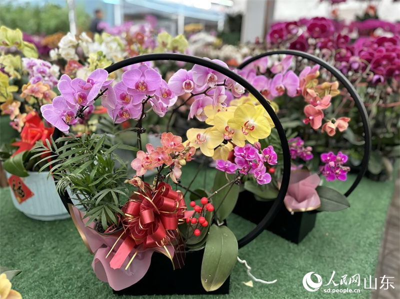 中國青州花卉苗木交易中心的蝴蝶蘭產(chǎn)品。人民網(wǎng) 喬姝攝