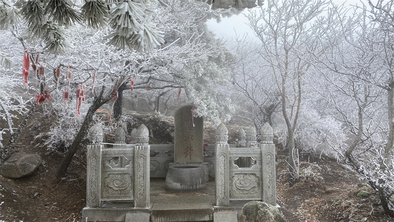 樹枝上掛滿冰晶。張惟濤攝