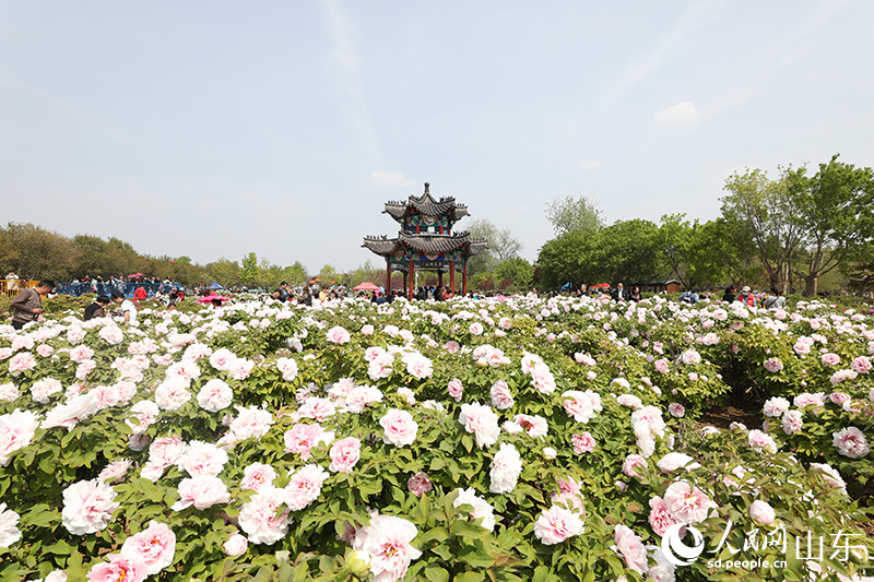在菏澤市牡丹區(qū)曹州牡丹園，牡丹花迎來盛放。人民網(wǎng) 劉祺攝