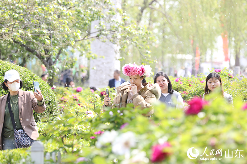 在菏澤市牡丹區(qū)曹州牡丹園內，游客紛紛拍照打卡。人民網 劉祺攝