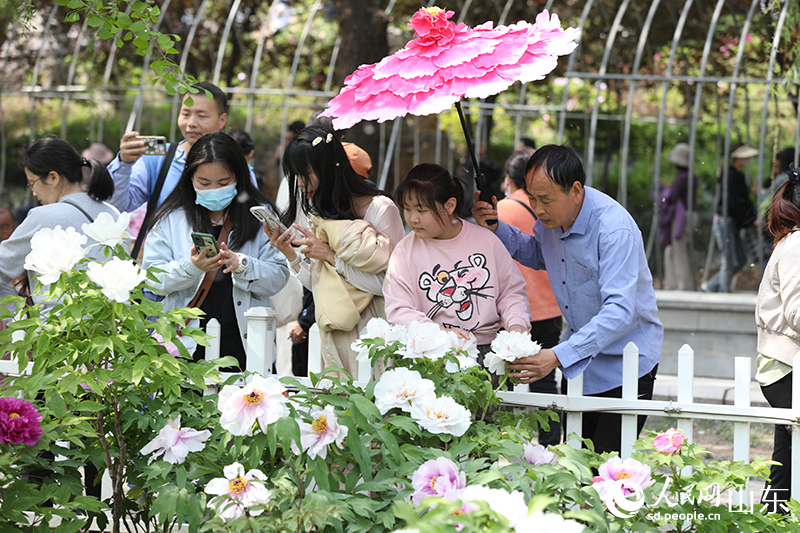 在菏澤牡丹區(qū)曹州牡丹園，牡丹花迎來盛放，引游客觀賞。人民網(wǎng) 劉祺攝