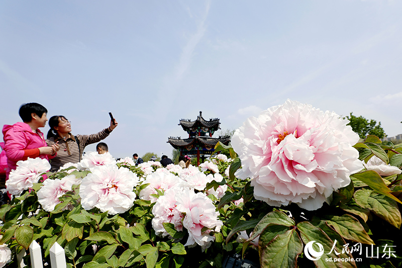 在菏澤牡丹區(qū)曹州牡丹園，牡丹花迎來盛放，引游客來拍照打卡。人民網(wǎng) 劉祺攝