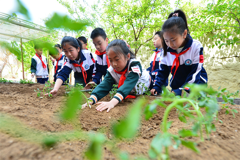 勞動(dòng)課堂上，學(xué)生們?cè)诜N植西紅柿和黃瓜秧苗。王海濱攝