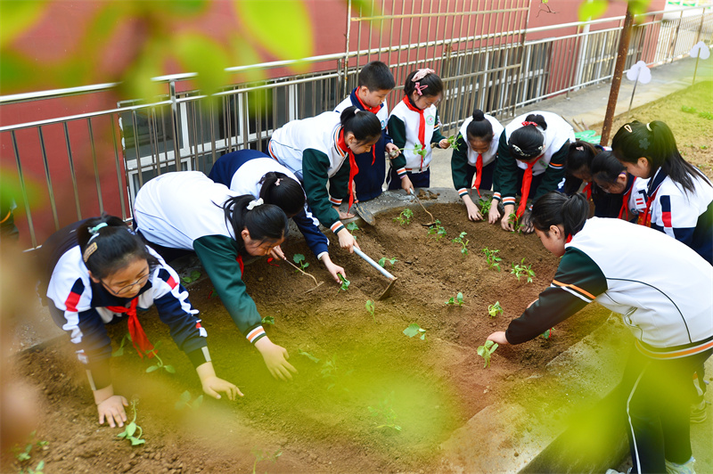 勞動(dòng)課堂上，學(xué)生們?cè)诜N植西紅柿和黃瓜秧苗。王海濱攝