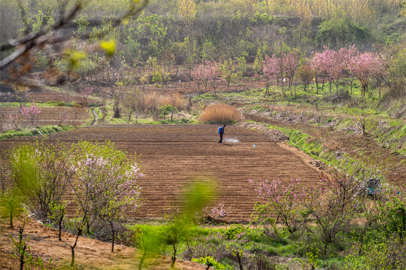 圖為日照市后村鎮(zhèn)農(nóng)民正在給播種的玉米噴施農(nóng)藥。武愛(ài)民攝