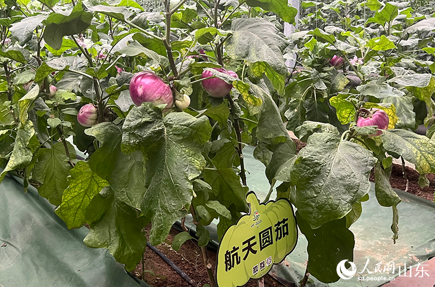 航天圓茄。人民網(wǎng) 劉祺攝