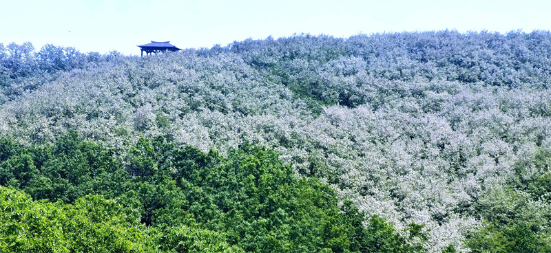 日照市九仙山上的萬畝槐花進(jìn)入盛花期，成片槐樹美艷如雪。劉玉平攝