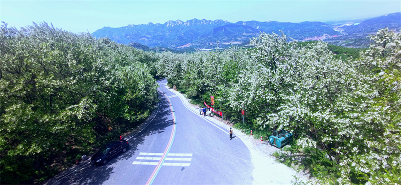 日照市九仙山上的萬畝槐花進入盛花期，成片槐樹美艷如雪。劉玉平攝