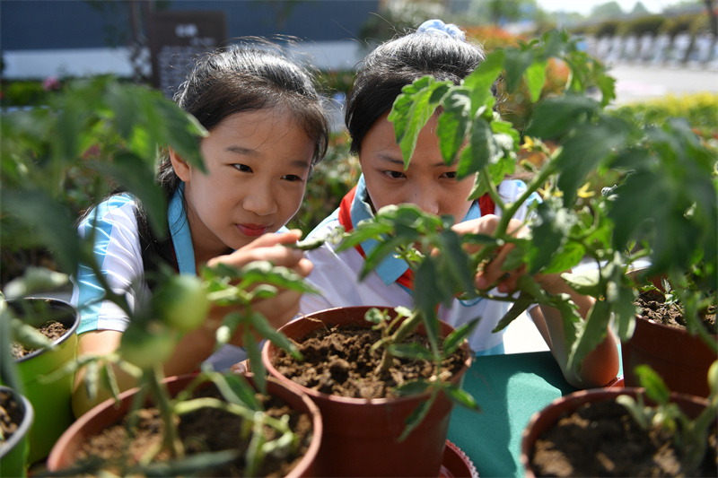 兩名植物研究社團的學(xué)生在觀察記錄西紅柿生長周期。王海濱攝