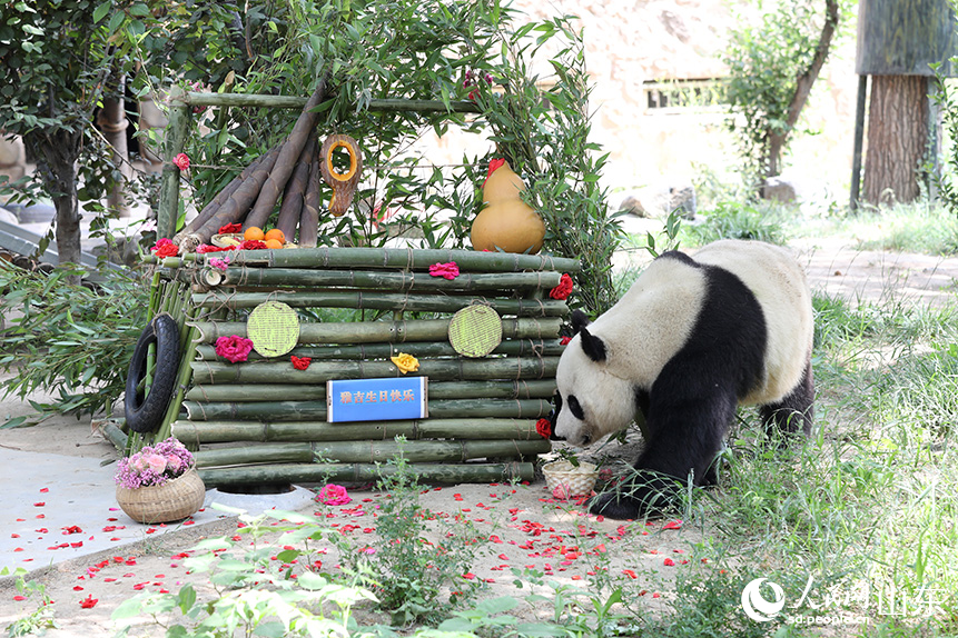 動(dòng)物園工作人員為大熊貓“雅吉”精心準(zhǔn)備的“生日蛋糕車”。人民網(wǎng)記者 劉祺攝