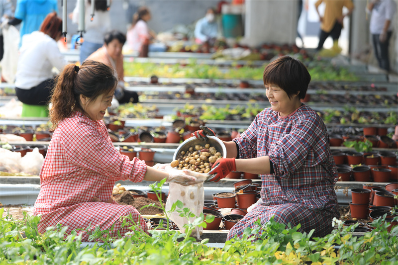 5月25日，位于山東省樂陵市的國家馬鈴薯工程技術(shù)研究中心繁育大棚里，工人們正在收獲“航天馬鈴薯”。賈鵬攝