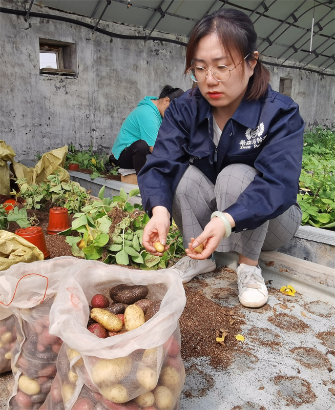 工人正在收獲“航天馬鈴薯”。賈鵬攝