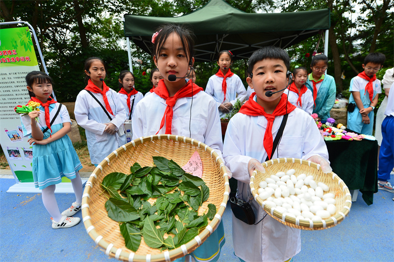 兩名古鎮(zhèn)小學(xué)的學(xué)生展示自己培育的桑蠶。王海濱攝