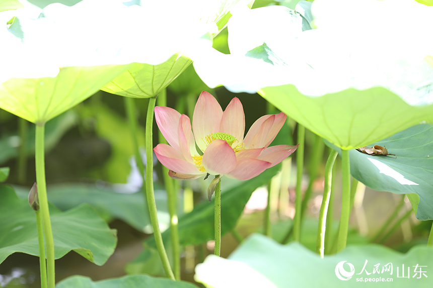 濟(jì)南大明湖畔荷花相繼綻放。人民網(wǎng)記者 劉祺攝