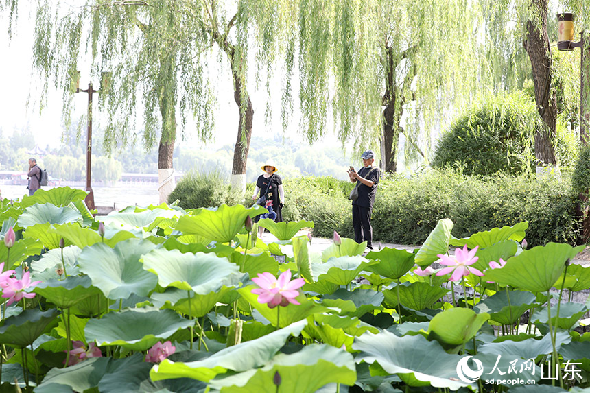 濟(jì)南大明湖畔荷花相繼綻放，吸引眾多游客前來(lái)觀賞。人民網(wǎng)記者 劉祺攝