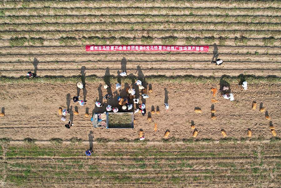 2023年6月25日，專家組在山東省樂陵市大孫鄉(xiāng)鞏家村馬鈴薯綠色高效配套栽培技術(shù)示范田現(xiàn)場測產(chǎn)（無人機(jī)照片）。賈鵬攝