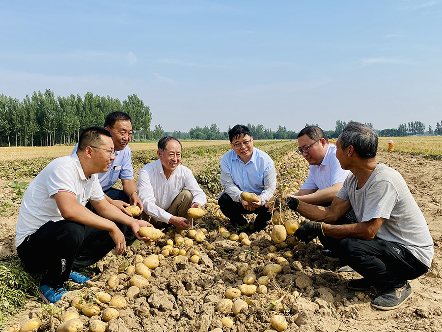 2023年6月25日，德州市馬鈴薯產(chǎn)業(yè)服務團專家在山東省樂陵市大孫鄉(xiāng)鞏家村馬鈴薯綠色高效配套栽培技術示范田交流種管收經(jīng)驗。賈鵬攝