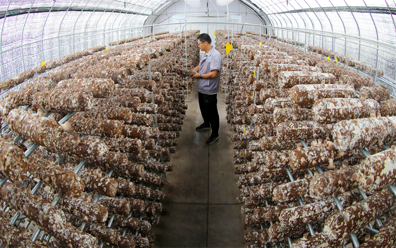 8月13日，山東萊西市一家菌菇培育加工企業(yè)的工作人員在檢查香菇長勢。張進剛攝