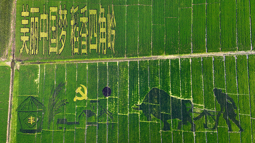 “稻田畫(huà)”繪就好“豐”景。邱翔攝