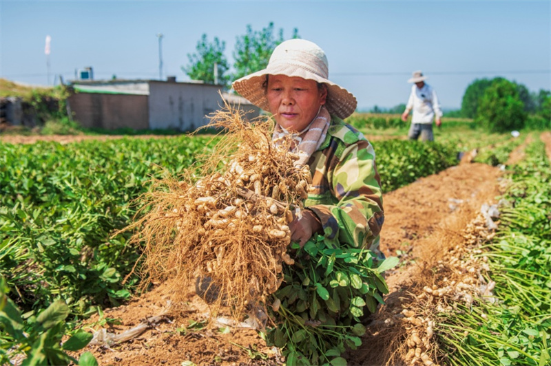 在日照市莒縣夏莊鎮(zhèn)，村民正在人工收獲花生。陳光金攝