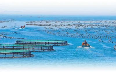 南隍城島漁民在近岸海域養(yǎng)殖小魚，等魚長到合適規(guī)格，再由企業(yè)放到深海網(wǎng)箱內(nèi)養(yǎng)殖。李鵬 攝