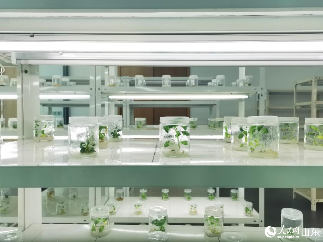 器皿中培育的農(nóng)作物秧苗。人民網(wǎng)記者 栗翹楚攝