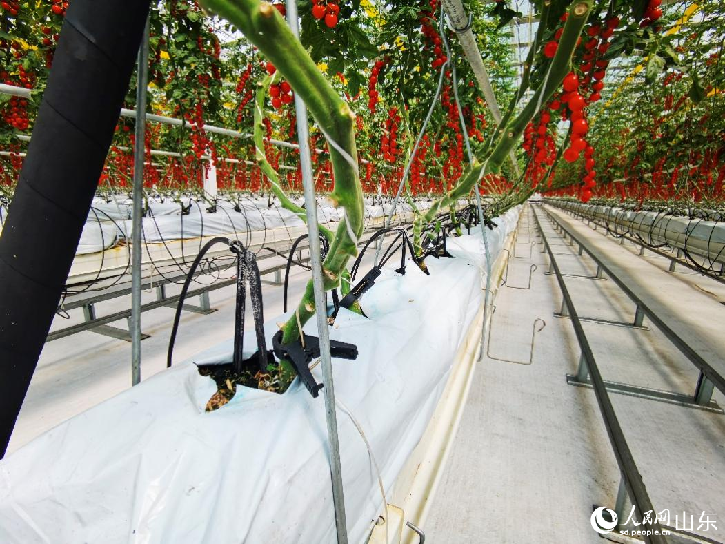 利用水肥一體化種植的西紅柿。人民網(wǎng)記者 栗翹楚攝