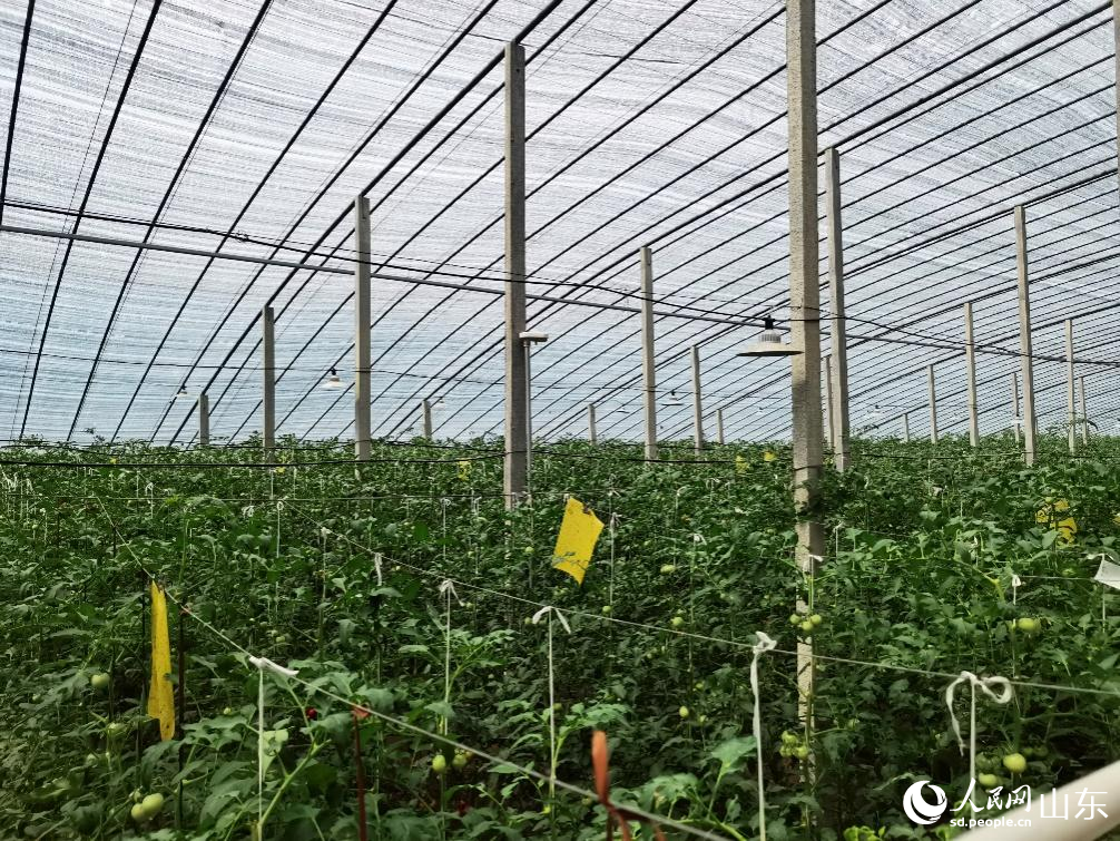 山東省壽光市崔嶺西村智慧化大棚。人民網(wǎng)記者 栗翹楚攝
