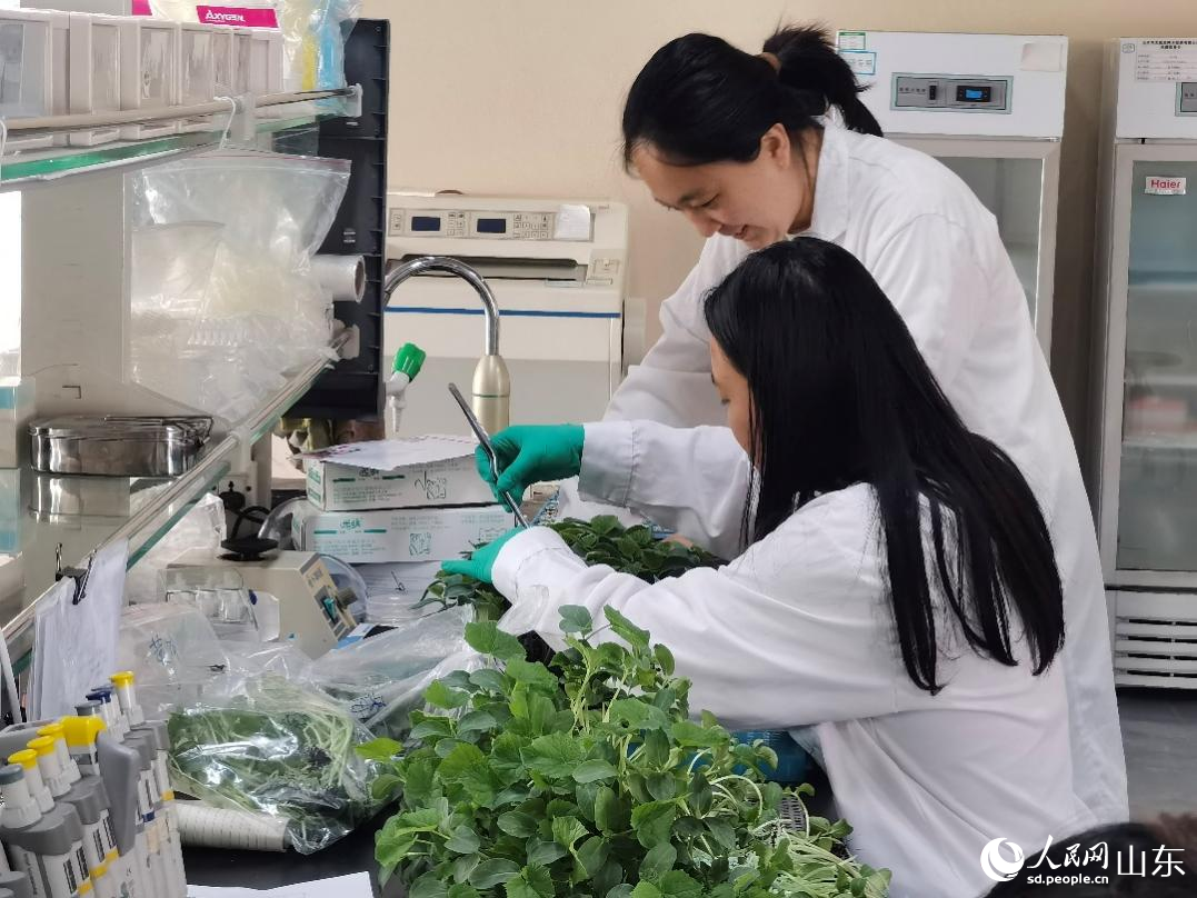 工作人員在實驗室對秧苗進行檢測。人民網記者 栗翹楚攝