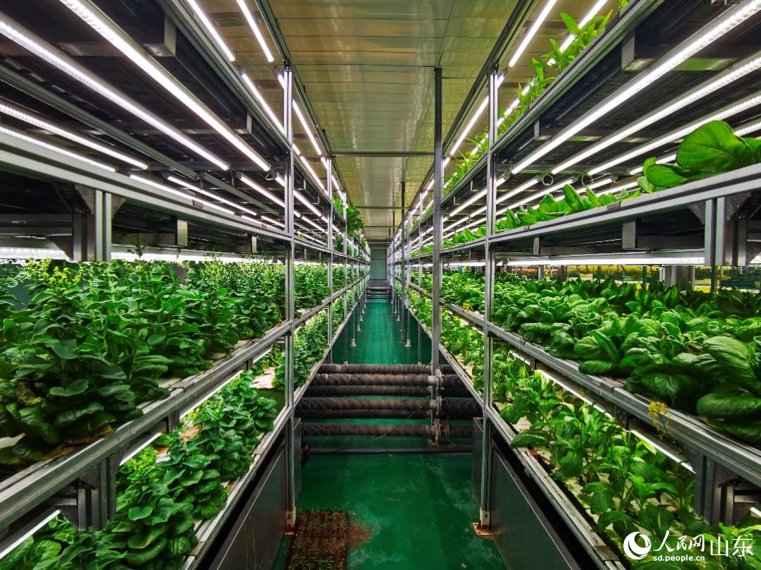 無土栽培蔬菜。人民網(wǎng)記者 栗翹楚攝