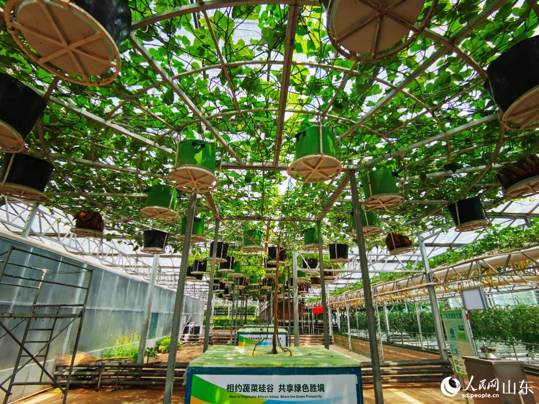 長在“天上”的地瓜。人民網(wǎng)記者 栗翹楚攝