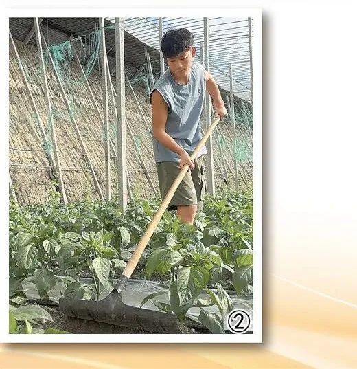許多在大棚里給蔬菜培土。張珊攝