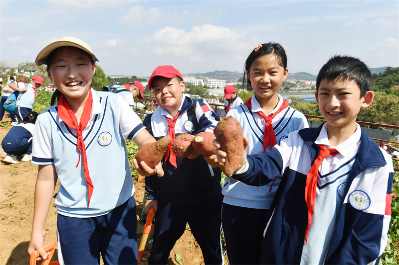 2024年9月29日，在山東青島宜陽路小學(xué)開展的“田間課堂”豐收實(shí)踐活動(dòng)上，學(xué)生們展示豐收的紅薯。王海濱攝